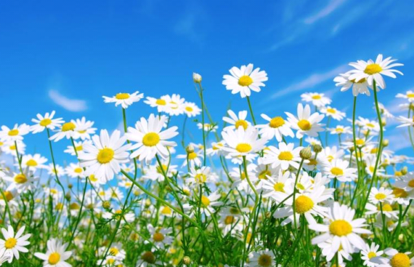 Подари ромашку детям!